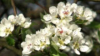 Spring in Cochem holiday region in Moselle Valley in Germany amp Blossom fest [upl. by Alderson]