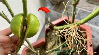 I grafted rose branches using only 1 lemon  Simple and 100 successful [upl. by Coreen762]