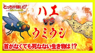 【どっちが強い】首がなくても死なない生き物は？ハエ？ウミウシ？おどろきの対決を見逃すな！ 【漫画】 [upl. by Eniawd]