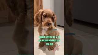 DATOS DE CACHORROS COCKER SPANIEL [upl. by Dukie680]