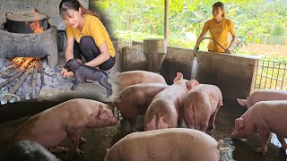 How to use pig manure to create biogas to cook pig food  Ep 285 [upl. by Adner]