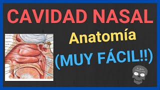 ANATOMÍA DE LA CAVIDAD NASAL 👃explicación fácil y rápida [upl. by Niad]