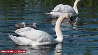 SWAN FAMILY WITH TWO CYGNETS PITFOUR LAKE [upl. by Fillbert]