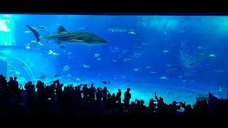 Okinawas Churaumi Aquarium Main Attraction Whale Shark [upl. by Martel]