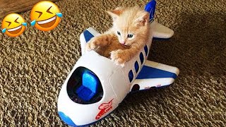 You Need a Cat for Daily Laughs 😂 Funny Animal Videos 2024 😂 [upl. by Eznyl]