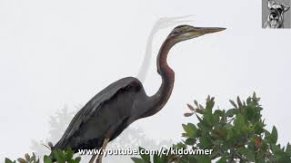 Bird Call Wild PURPLE HERON Singapore [upl. by Odnam]