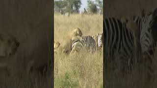 Cute LION CUB Bites Knee  The Lion Whisperer [upl. by Calise87]