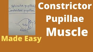 Constrictor pupillae  Sphincter pupillae constrictor pupillae muscle  Autonomic control on pupil [upl. by Florie]