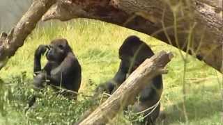 Touching footage Gorilla brothers reunited at Longleat after three years apart [upl. by Rothwell]