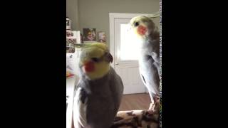 Cockatiel makes microwave beeping sound [upl. by Seek]