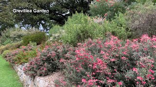 Grevillea Garden [upl. by Aitnis385]