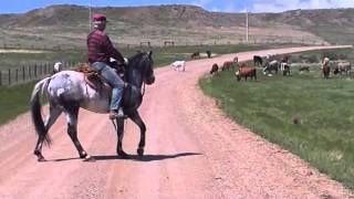 Crazy Legs Spanish Mustang Working Cows [upl. by Martinelli]