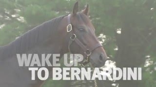 How good is Bernardini Alarmingly good [upl. by Llevel570]