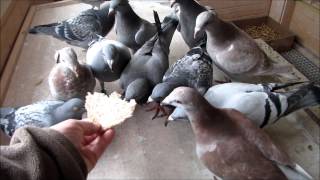 racing pigeon Survival Training post duiven [upl. by Tiertza330]