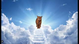 Fly high cala  cats meme [upl. by Farlie377]