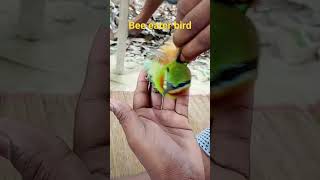 Bee eater bird viral video [upl. by Levan]