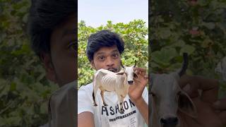 ￼ hidden facts about ongole breed cowcow ongolebulls dairyfarm buffalobusiness farming [upl. by Evette]