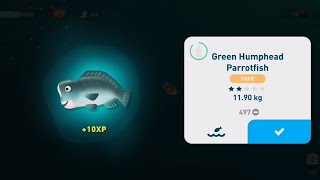 Creatured of the Deep  Green Humphead Parrotfish Guaranteed Location [upl. by Thorndike]