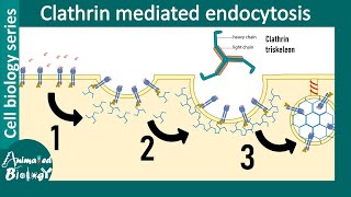 Clathrin mediated endocytosis overview [upl. by Llerdnek]