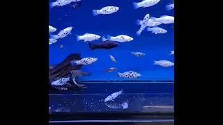 Beautiful Dalmatian Molly Fish Black and White Mollies Lyretail Molly Fish Tank [upl. by Arten]