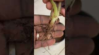 How to propagate Large Leaf Begonias shorts begonias [upl. by Oneal]