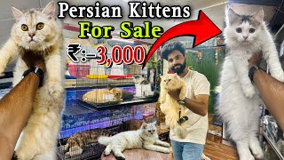 Persian Cats For Sale  Triple Coat Persian Kittens  Persian Cat  persian cat price in india [upl. by Fugere757]