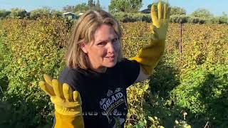 How to Prune Boysenberries [upl. by Adam]