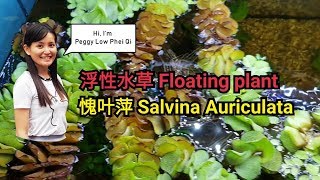 分享水草愧叶蘋 Salvinia auriculata 浮萍浮水性植物生態水草缸遮光淨化水質愧叶萍 [upl. by Saxon]