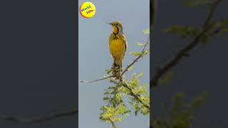 Discover the Abyssinian Longclaw Bird Facts shorts birds facts wildlife gk [upl. by Shannan236]