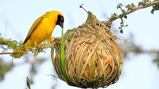 15 Most Amazing Nests In The Animal World [upl. by Mcclenaghan]