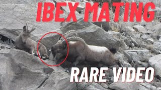 Mating Season  Himalyain Ibex Meating  Rar video of Ibex Mating  Official Video  PamirTelevision [upl. by Anaeirb205]