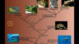 Vertebrate Diversity An Introduction [upl. by Broek]