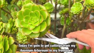 Aeonium Arboreum Arrangement [upl. by Yllut446]