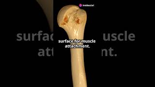 🤯🥂quotready to Master Scapula Control in 60 Seconds ⏱️quot [upl. by Trbor]