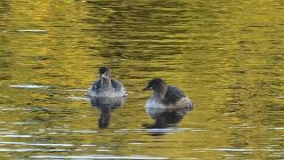 Australasian Grebe 55 [upl. by Kcirreg]