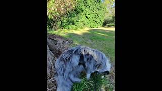 Blue amp Red Merle Border Collies Australias Cutest Companions BorderCollie MerleCollie [upl. by Lawley390]