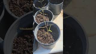 I transplanted the palo verde seedlings paloverde seedlings highdesert [upl. by Julis]