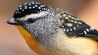 Spotted Pardalotes nesting in Capertee Valley  Includes very rare fledging scenes [upl. by Halette514]