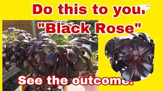 How to get your Aeonium Schwarzkopf to side shootsUKPlantMom [upl. by Nwahshar]