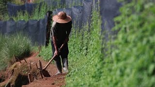 Jiaogulan Tea produced without compromise in Thailand [upl. by Trumann680]