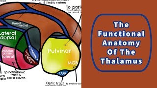 The Functional Anatomy of the Thalamus [upl. by Arekahs82]