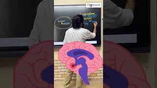 Control and Coordination  Types of Glands amp Their Function  Sachin Sir Biology Wala [upl. by Rattray763]