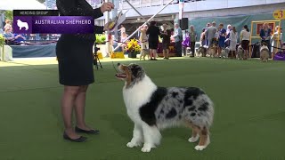 Australian Shepherds  Breed Judging 2023 [upl. by Sissy]