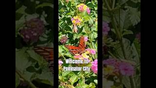 Plant Lantana for Pollinators pollinators gardening Gardens and Palms [upl. by Eiuqram]