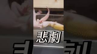 【悲劇】爬虫類reptiles レオパ [upl. by Kolivas]