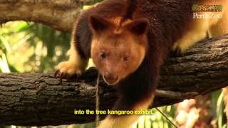 Tree Kangaroo Behavioural Enrichment at Perth Zoo [upl. by Yeuh958]