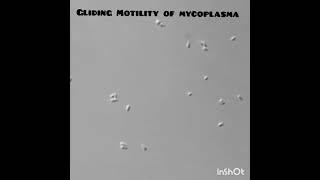 Types of motility in bacteriamicrobiology vibriolisteriamycoplasmaspirochaetes [upl. by Nimrak869]