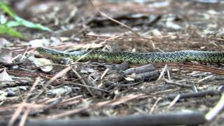 Speckled Kingsnake [upl. by Adda]