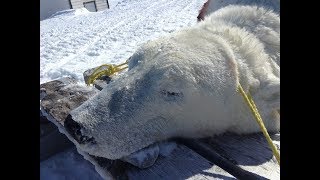 Polar Bear Hunt 2019 East Turnavick Island [upl. by Nyrem290]