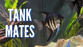 Top 10 Tank Mates for Freshwater Angelfish [upl. by Layne132]